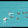 Swan Family