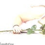 Rose of the Light