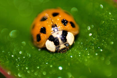 Ladybug