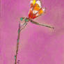 Dragonfly on twig. Pastel drawing on pink backgrou