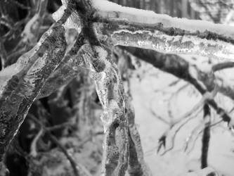 Icy branches