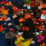 Leaves and Puddle