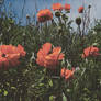 Faded Poppy Field