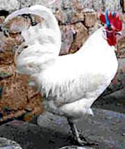 PouletCorne