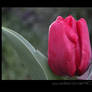 Tulip 1