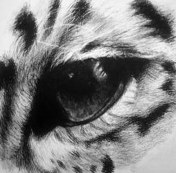 Charcoal Leopard Eye
