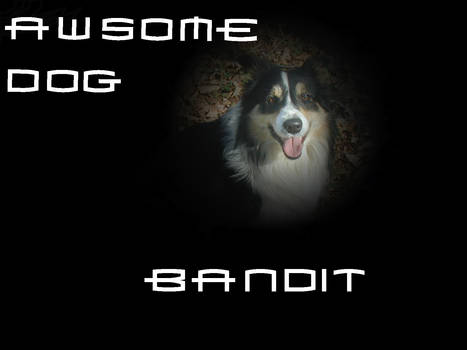 My Awsome Dog Bandit