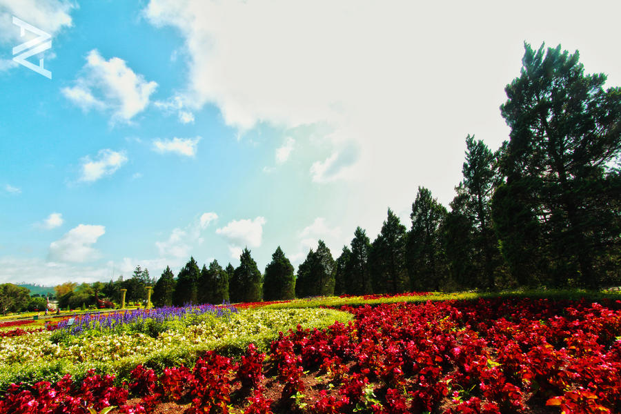 Flowers Field