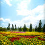 Another Flower Fields