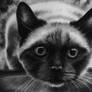 Siamese cat