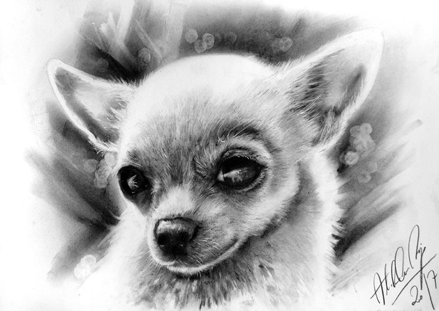 Chihuahua