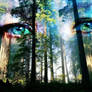 Eyes of the Forest