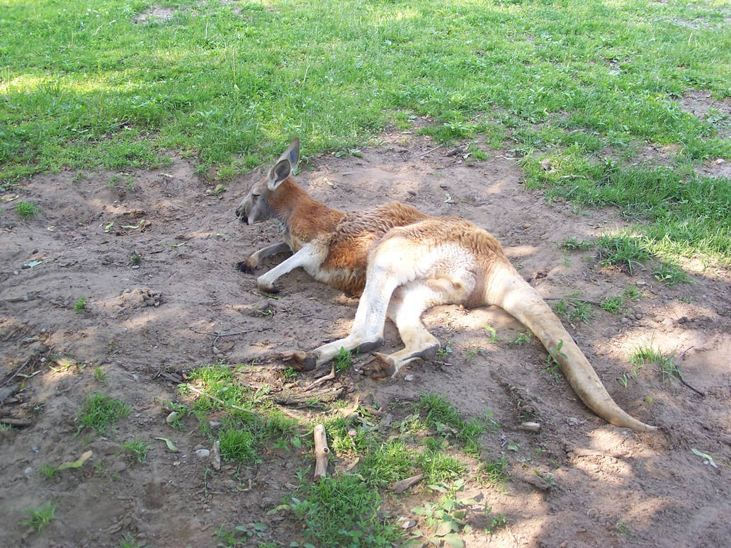 Kangaroo 1 by Powerblock on DeviantArt