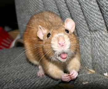 Cheeky Rat