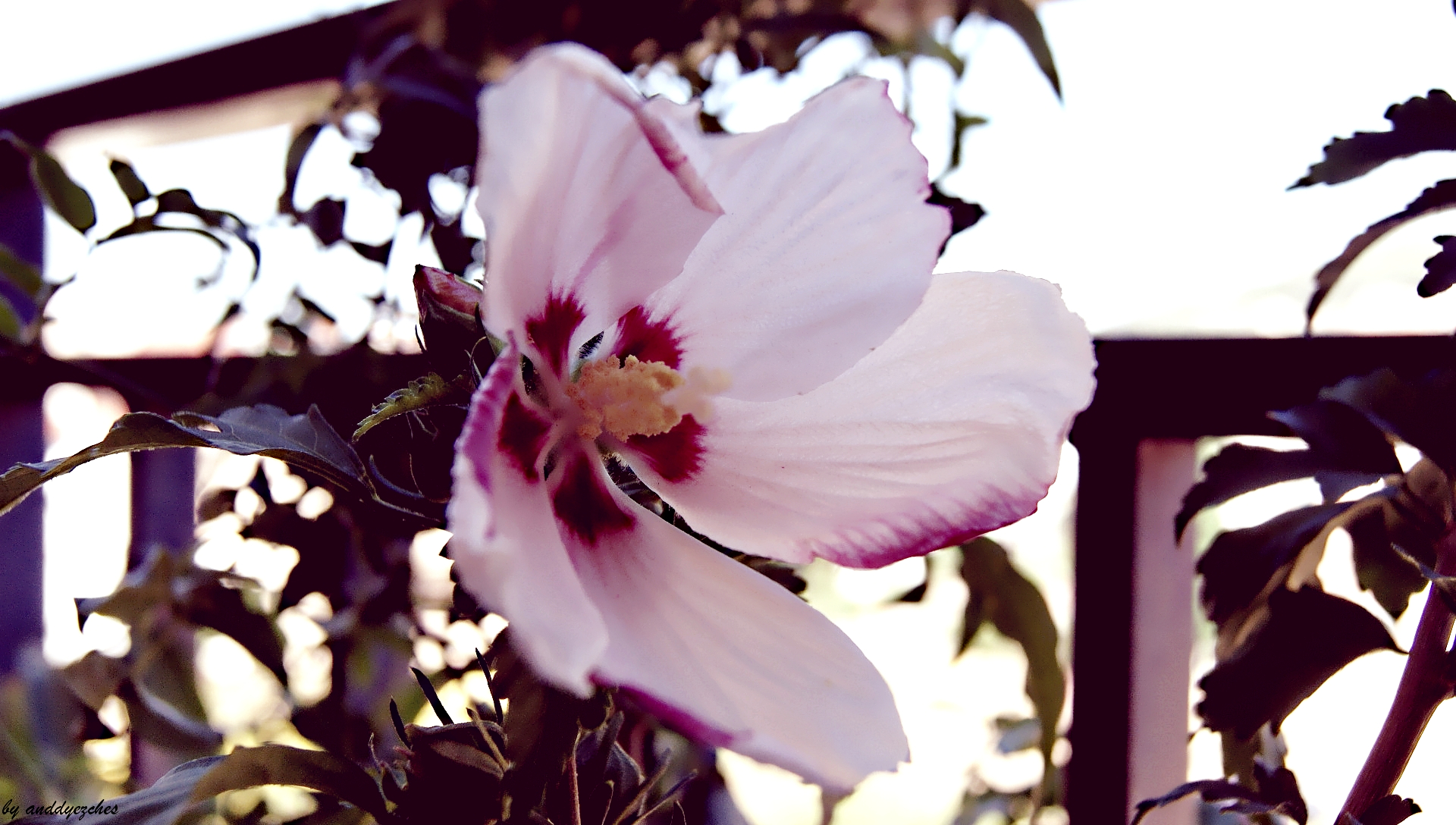 white flower