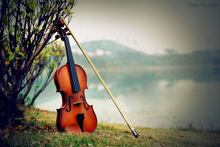 Violin