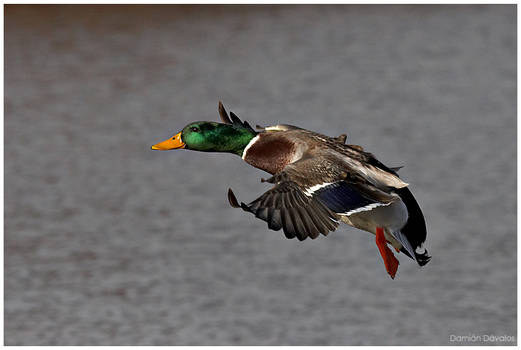 Mallard