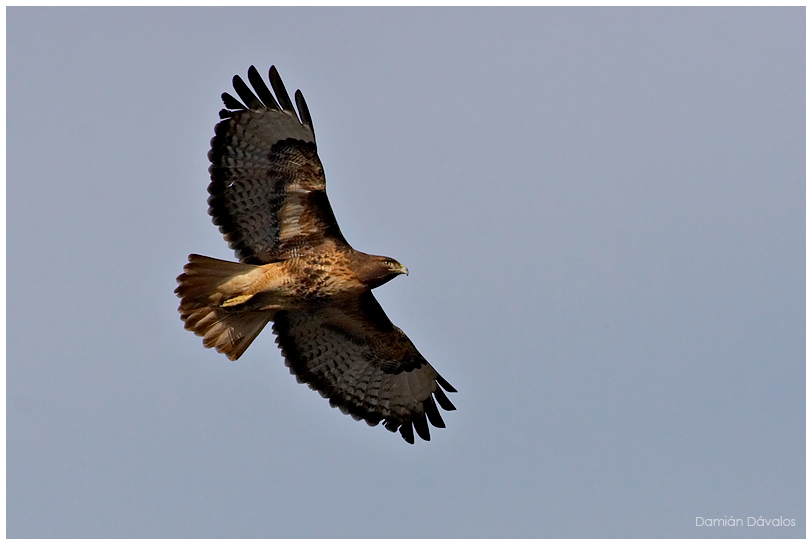 Red-tailed Hawk: Profile