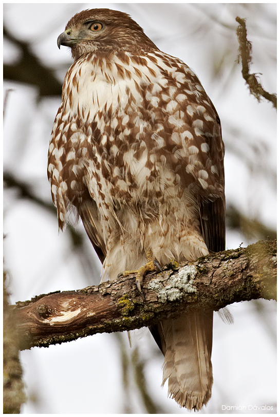 Red-tailed Hawk: Close up