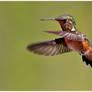 Hover, Rufous, Hover