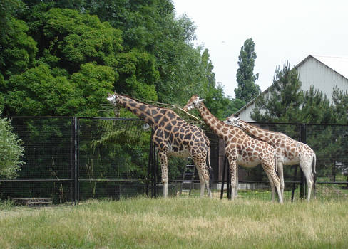 three giraffes...