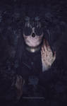 Tainted Rose by shadeley Tainted Rose by shadeley