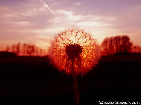 Bright Dandelion