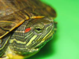 Eye of the Red Ear Slider