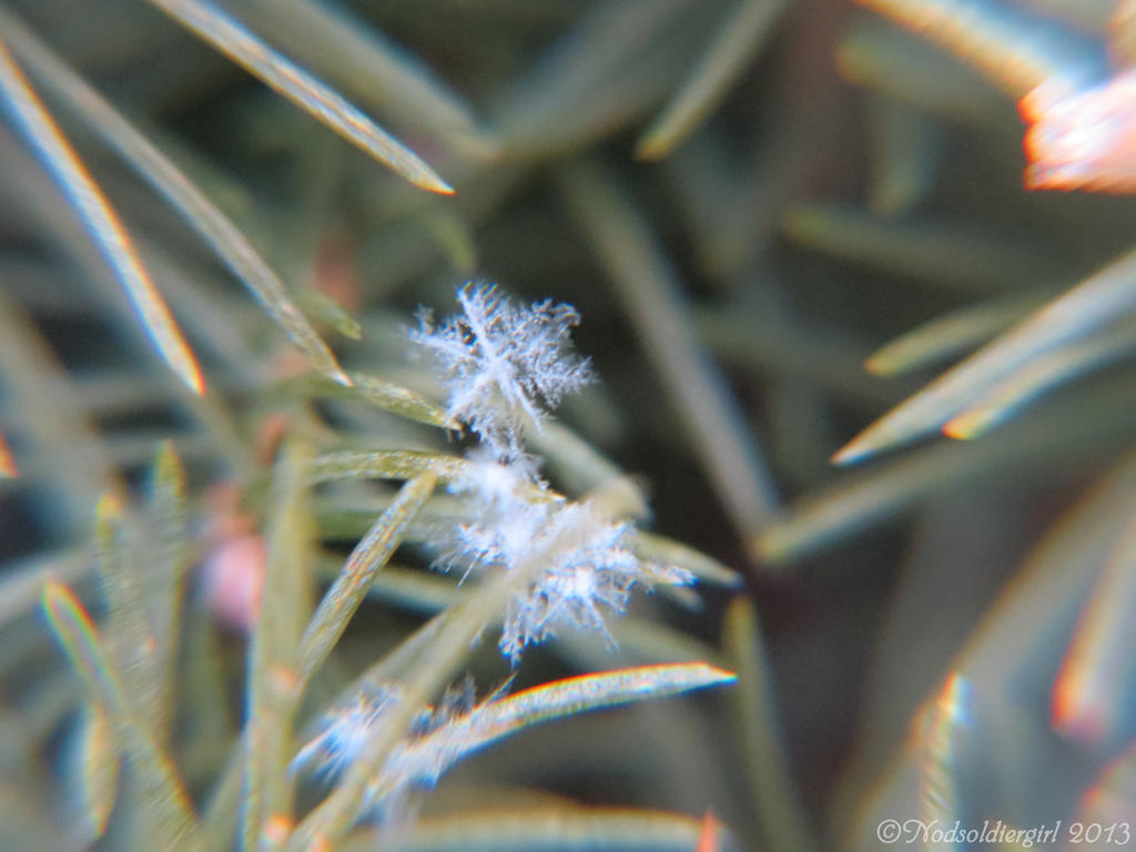 Bush Flake Flakes On the Bush by NODSOLDIERGIRL on DeviantArt