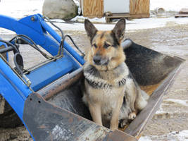 Bucket Puppy Again