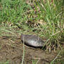 Wild Eastern Painted Turtle