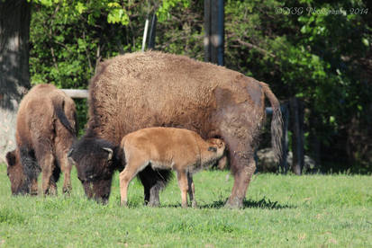 Feeding time 2