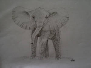 prize for wazza1210 - Elephant