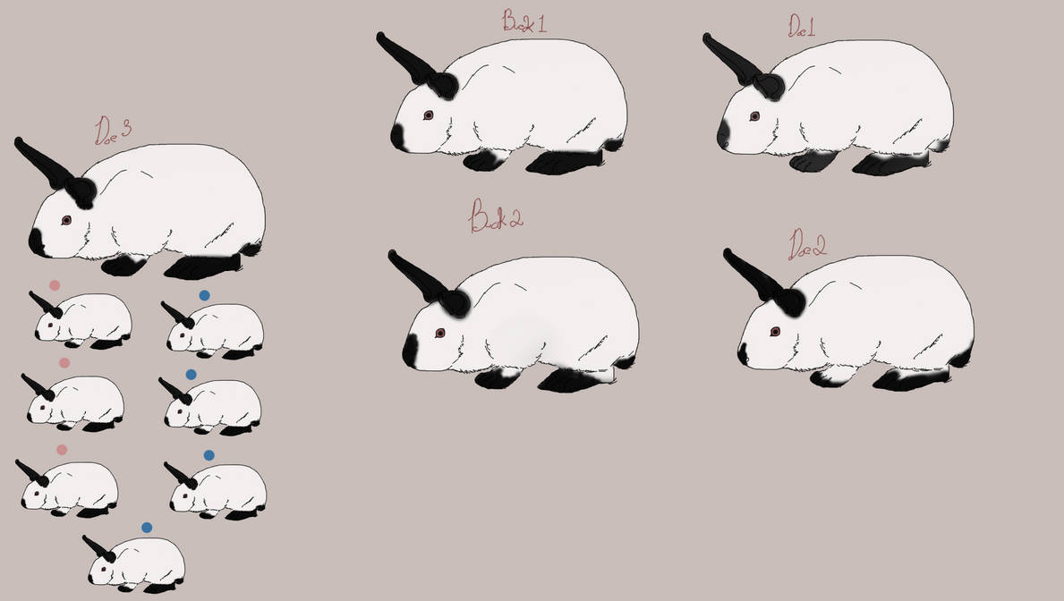Califorian Rabbit Drawing Californian Rabbits -closed by Hollow-Heaven on DeviantArt