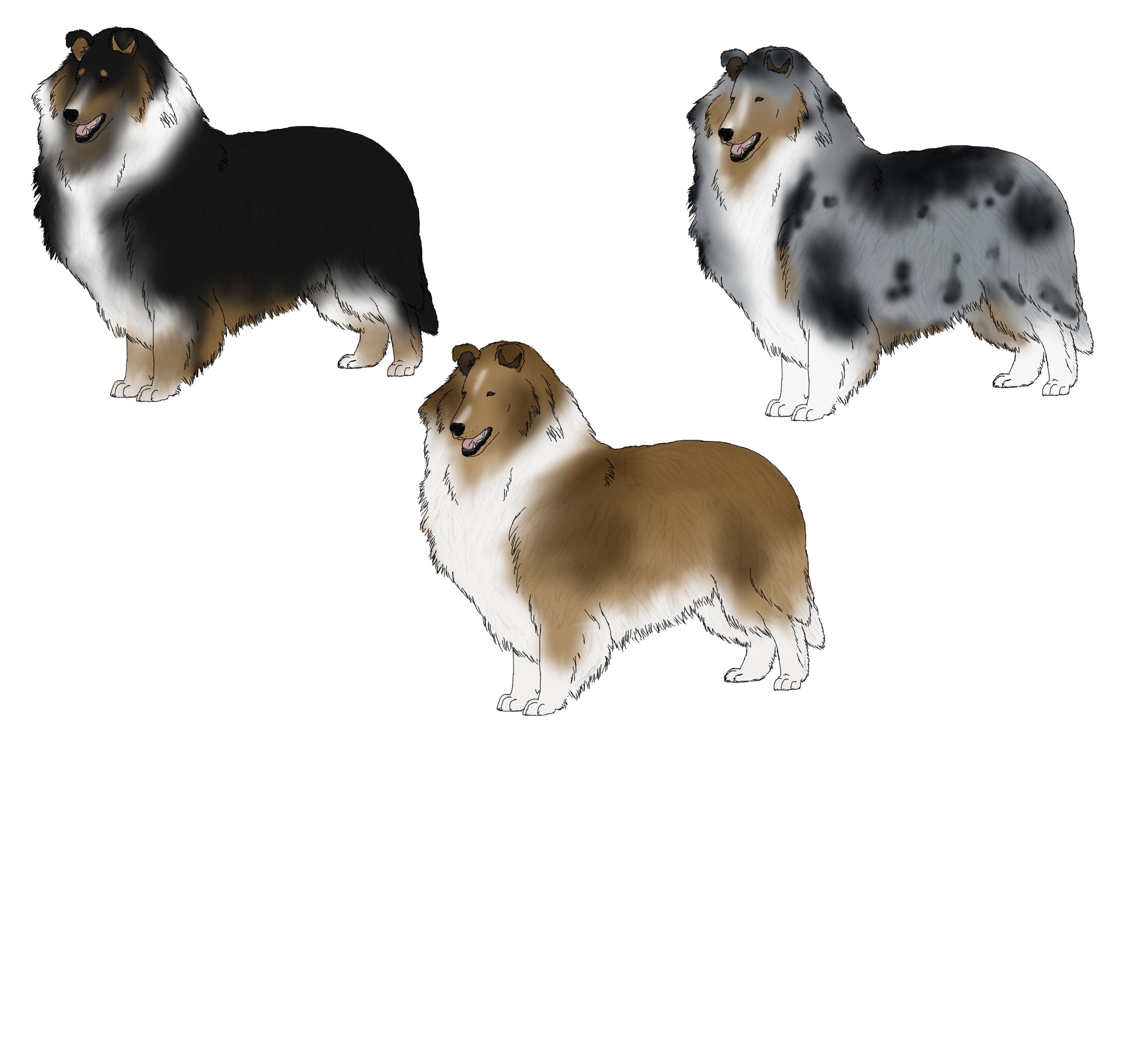 Rough Collie Adoptables -OPEN