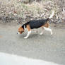 Beagle Stock 1