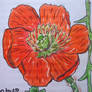 Fire Poppy. Papaver californicum.