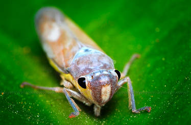 Eupteryx Aurata