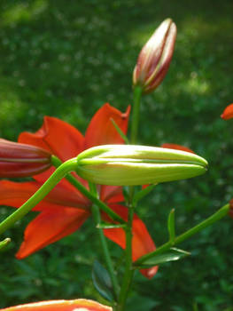 Lily buds