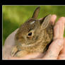 Baby Wild Bunny 2