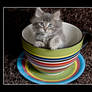 Kitty in a TeaCup 3