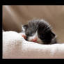 Kittens Kitten B Photo 2