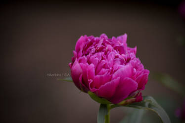 Vignette Pink Peony