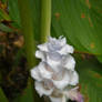 white flower 2