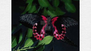 Butterfly Oil-Painting