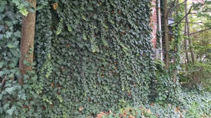 ''Patterns in the Ivy''