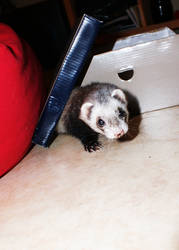 Ferreted  III