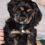 Cocker Spaniel Puppy