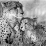 Cheetah Family