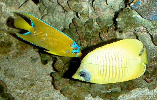Sw Fish SW Fish 3 by anbdstock on DeviantArt